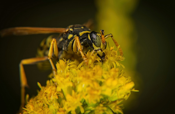 Die Wespe hat sich auf der Goldrute niedergelassen :)) The wasp has settled on the goldenrod :)) La guêpe s'est installée sur la verge d'or :))