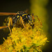 Die Wespe hat sich auf der Goldrute niedergelassen :)) The wasp has settled on the goldenrod :)) La guêpe s'est installée sur la verge d'or :))