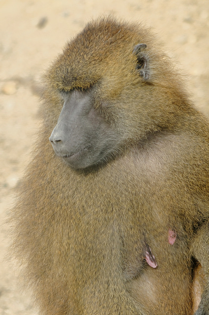 Babouin de Guinée