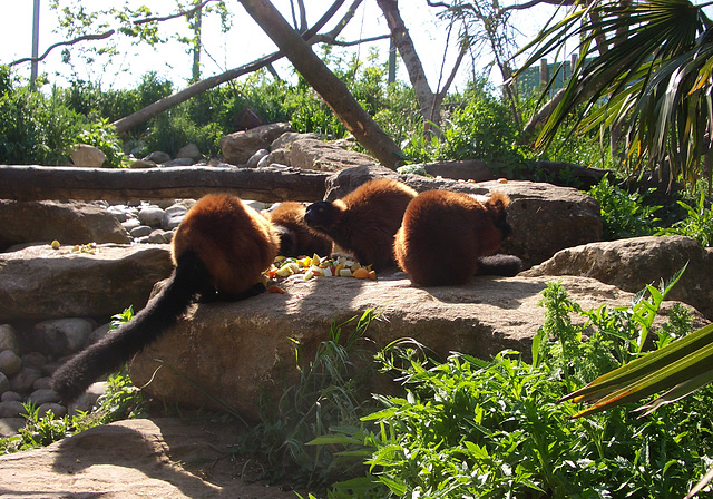 Lemur family