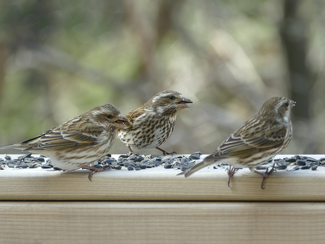 Day 10, Rose-breasted Grosbeak meet-up