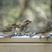 Day 10, Rose-breasted Grosbeak meet-up