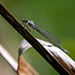 Damsel fly