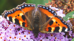 Small Tortoiseshell Butterfly