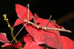 IMG 7864Stickinsect