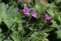 Geranium molle