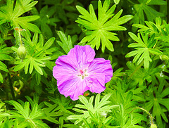 20210609 0621CPw [D~LIP] Wiesen-Storchschnabel (Geranium pratense), UWZ, Bad Salzuflen