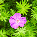 20210609 0621CPw [D~LIP] Wiesen-Storchschnabel (Geranium pratense), UWZ, Bad Salzuflen