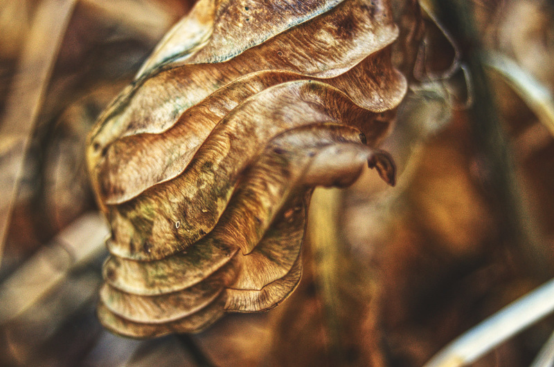 Hosta Leaf