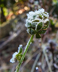 20211221 3085CPw [D~LIP] Kleiner Wiesenkopf (Sanguisorba minor), Raureif, Bad Salzuflen