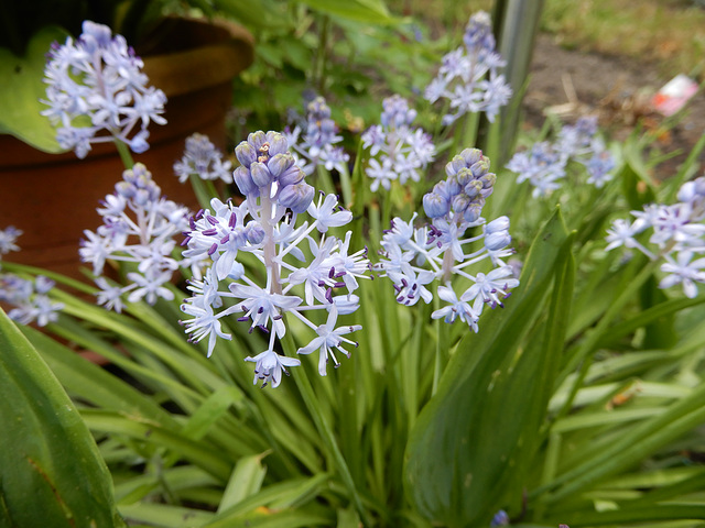 Scilla