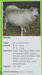 20220422 0656cCPw [D~HF] Skudde, Herford