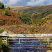 Crowden Little Brook