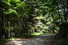 Bulgaria, Rila Mountains, Dusty Road in the Pine Forest
