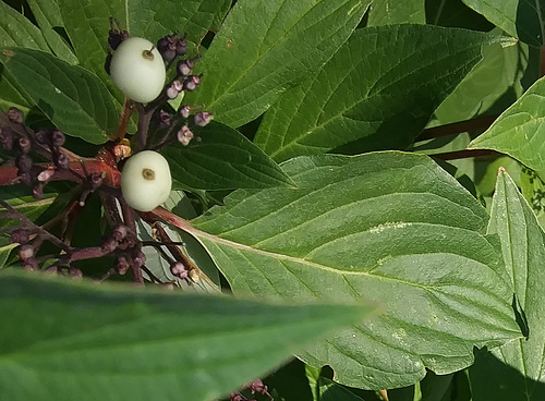 Berries of red branch dogwood