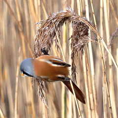 EOS 90D Peter Harriman 12 02 51 26497 beardedTitMale2 dpp