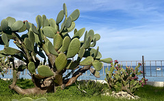 fichi d’India fichi d’India