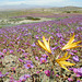 Actualité du jour, enfin une bonne nouvelle : le Désert d'Atacama au Chili se transforme en champ de fleurs