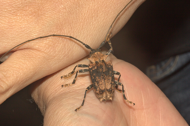 IMG 9297longhornbeetle