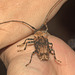 IMG 9297longhornbeetle