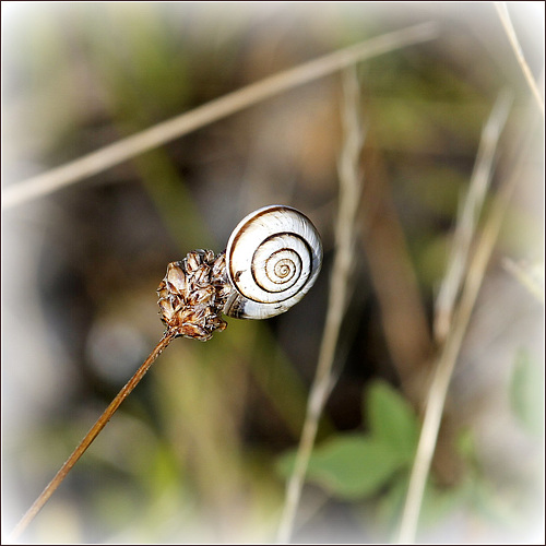 "Escargoter"