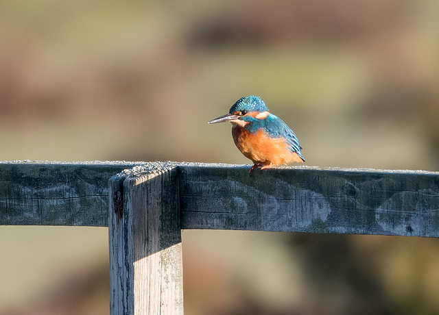 Kingfisher (day 2)