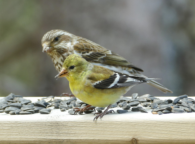 Day 10, American Goldfinch female & Rose-breasted Grosbeak female