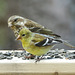 Day 10, American Goldfinch female & Rose-breasted Grosbeak female