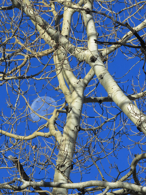 Aspen Moon