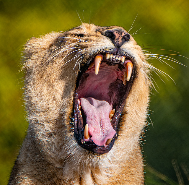 Lioness yawning