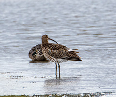 Curlew3