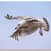 Seagull in  flight