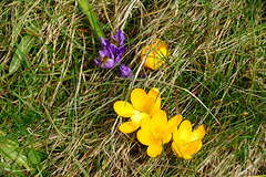 Gelbe und Lila Krokusse mit Bienen