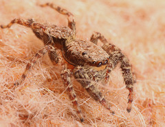 Spider IMG2794