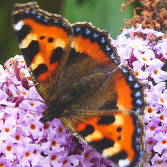 Small Tortoiseshell Butterfly