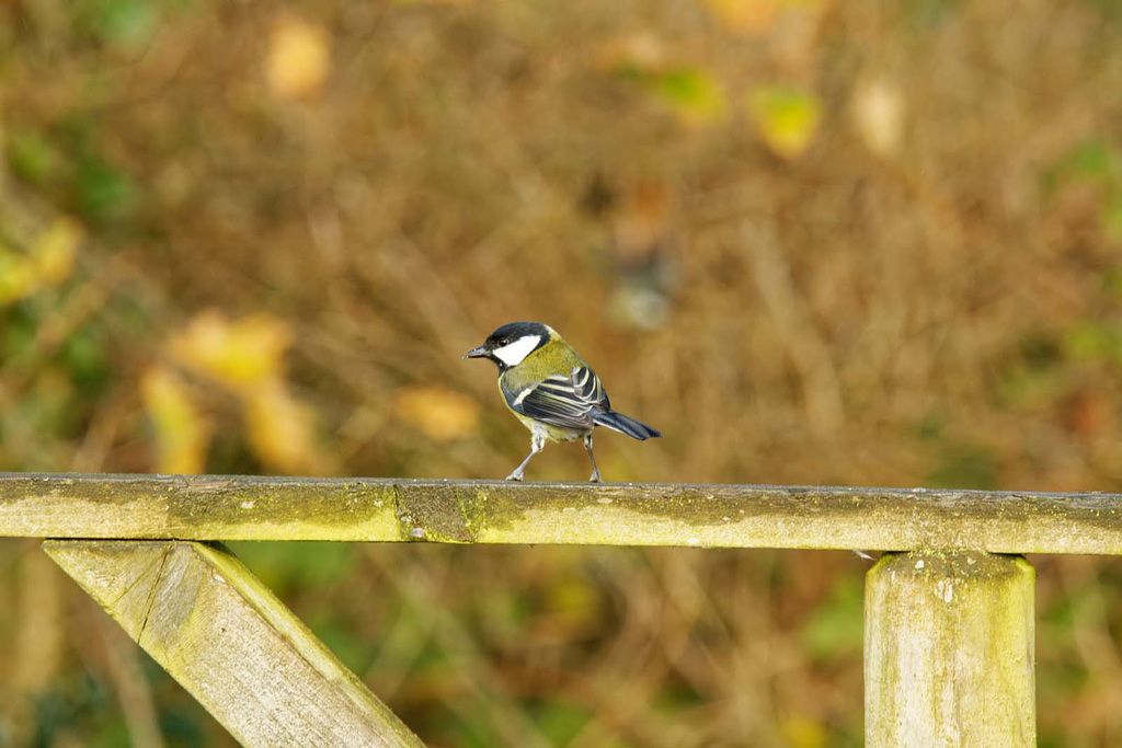 Great tit