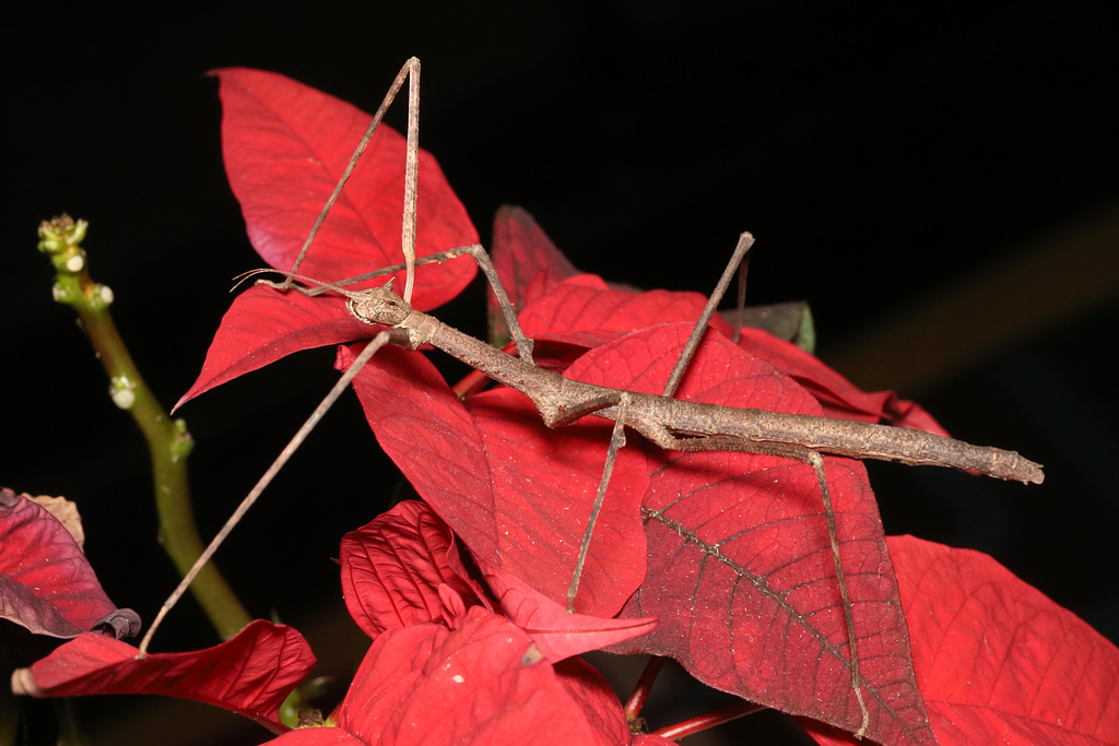 IMG 7865Stickinsect