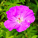 20210609 0622CPw [D~LIP] Wiesen-Storchschnabel (Geranium pratense), UWZ, Bad Salzuflen