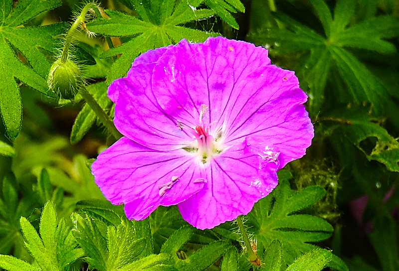 20210609 0622CPw [D~LIP] Wiesen-Storchschnabel (Geranium pratense), UWZ, Bad Salzuflen