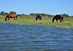 Horses on the wild