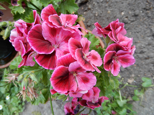 Edelpelargonie