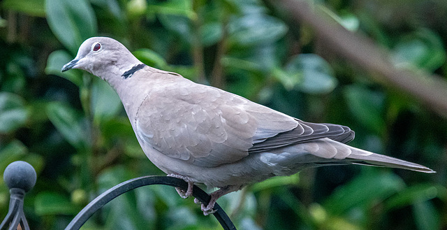 Collard dove