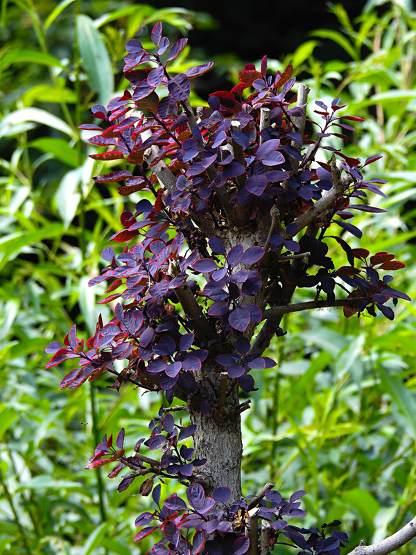 20220704 1348CPw [D~LIP] Flora, UWZ, Bad Salzuflen