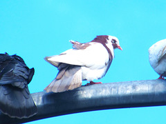 Pigeon On A Street Light