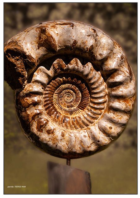 Ammonoidea Ammonoidea