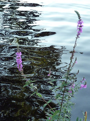 Reflections