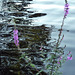 Reflections