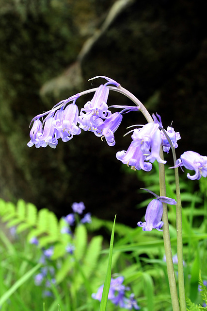 Bluebells