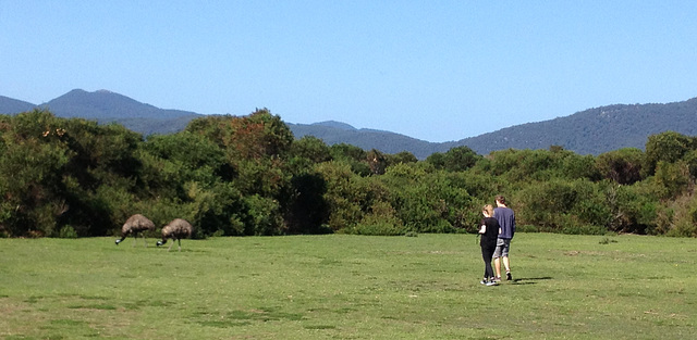 stalking emus