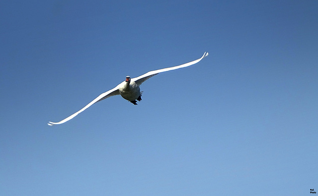 Fais moi un Cygne...